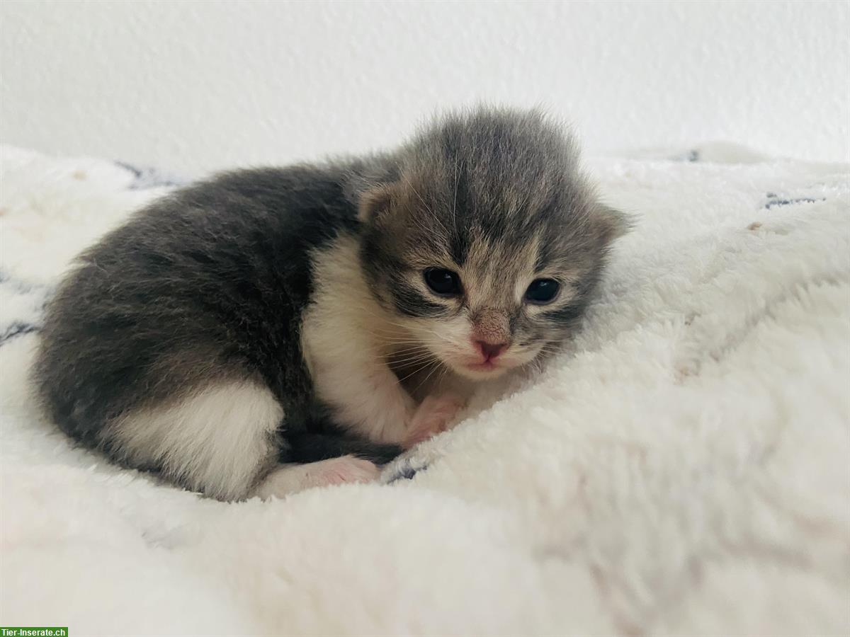 Sibirische Kitten Pärchen, männlich + weiblich