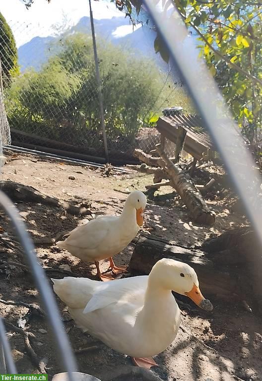 2 Enten - GRATIS abzugeben