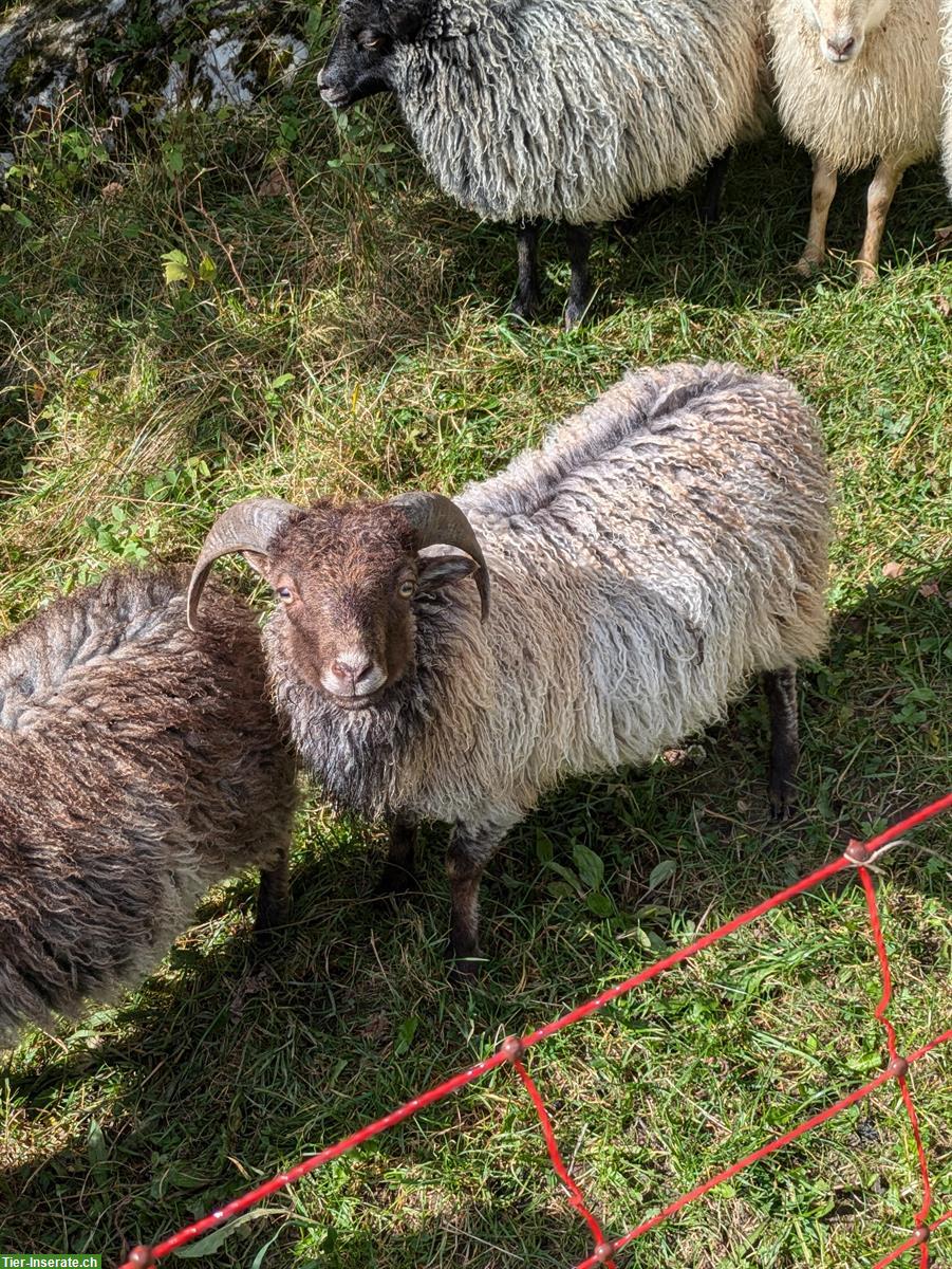 Bild 2: BIO Ouessant Schafböckli zu verkaufen