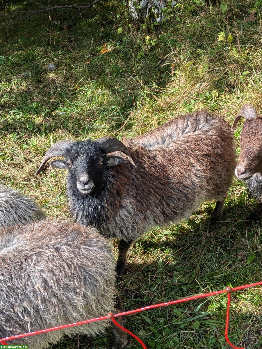 Bild 3: BIO Ouessant Schafböckli zu verkaufen