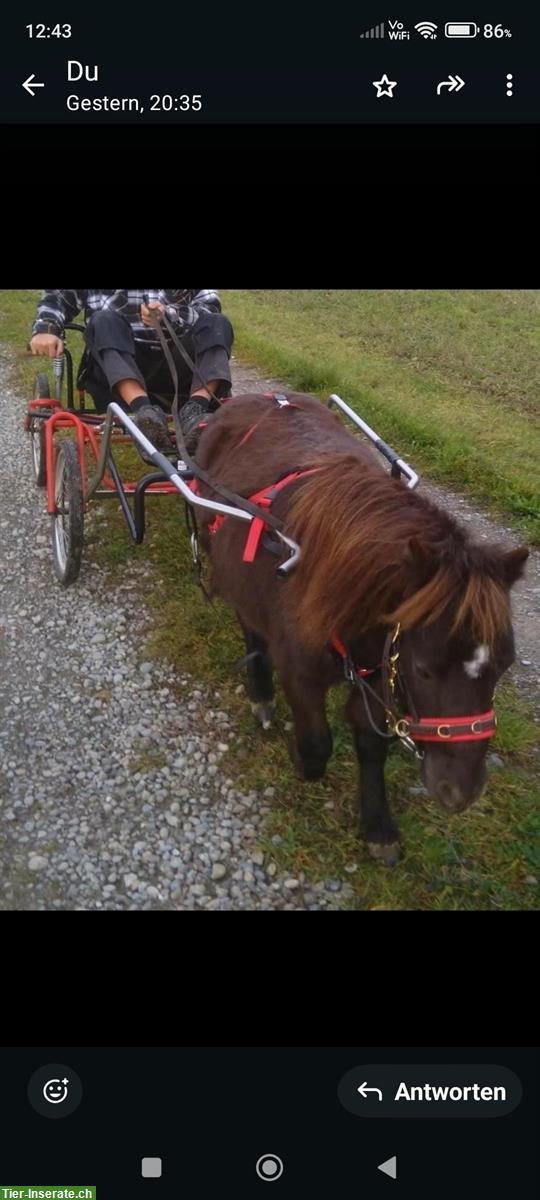 Bild 6: Kutsche, Saccowagen für Ponys zu verkaufen