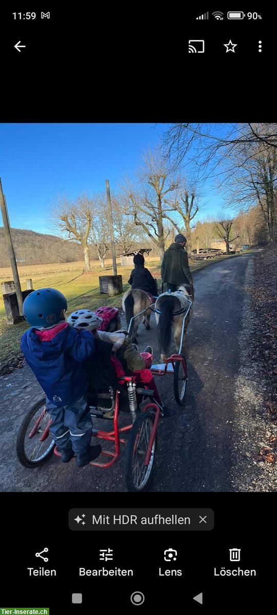 Bild 7: Kutsche, Saccowagen für Ponys zu verkaufen