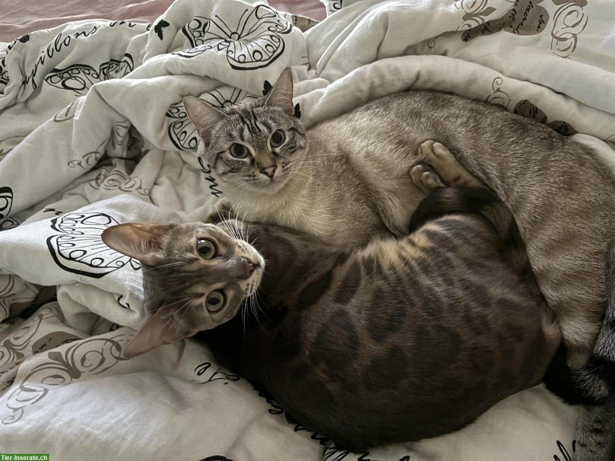 Bild 5: Zwei Bengal Katzen, 2-jährig zu verkaufen