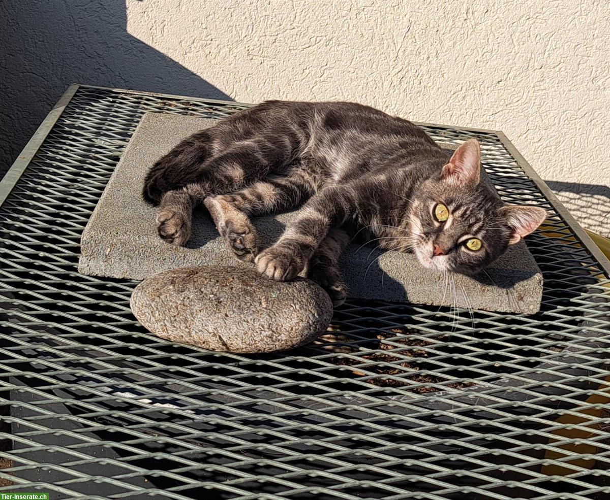 Bild 2: 2 Tierschutz Kater, 9 Mt. suchen katzenerfahrenes Zuhause