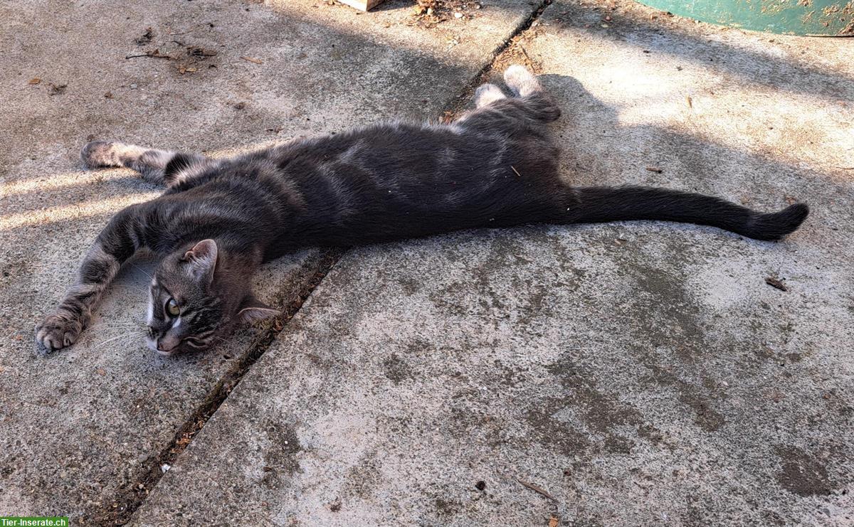 Bild 3: 2 Tierschutz Kater, 9 Mt. suchen katzenerfahrenes Zuhause