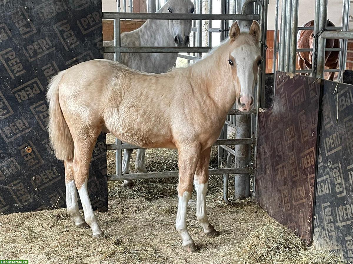 2-jähriger Deutscher Reitpony Wallach zu verkaufen