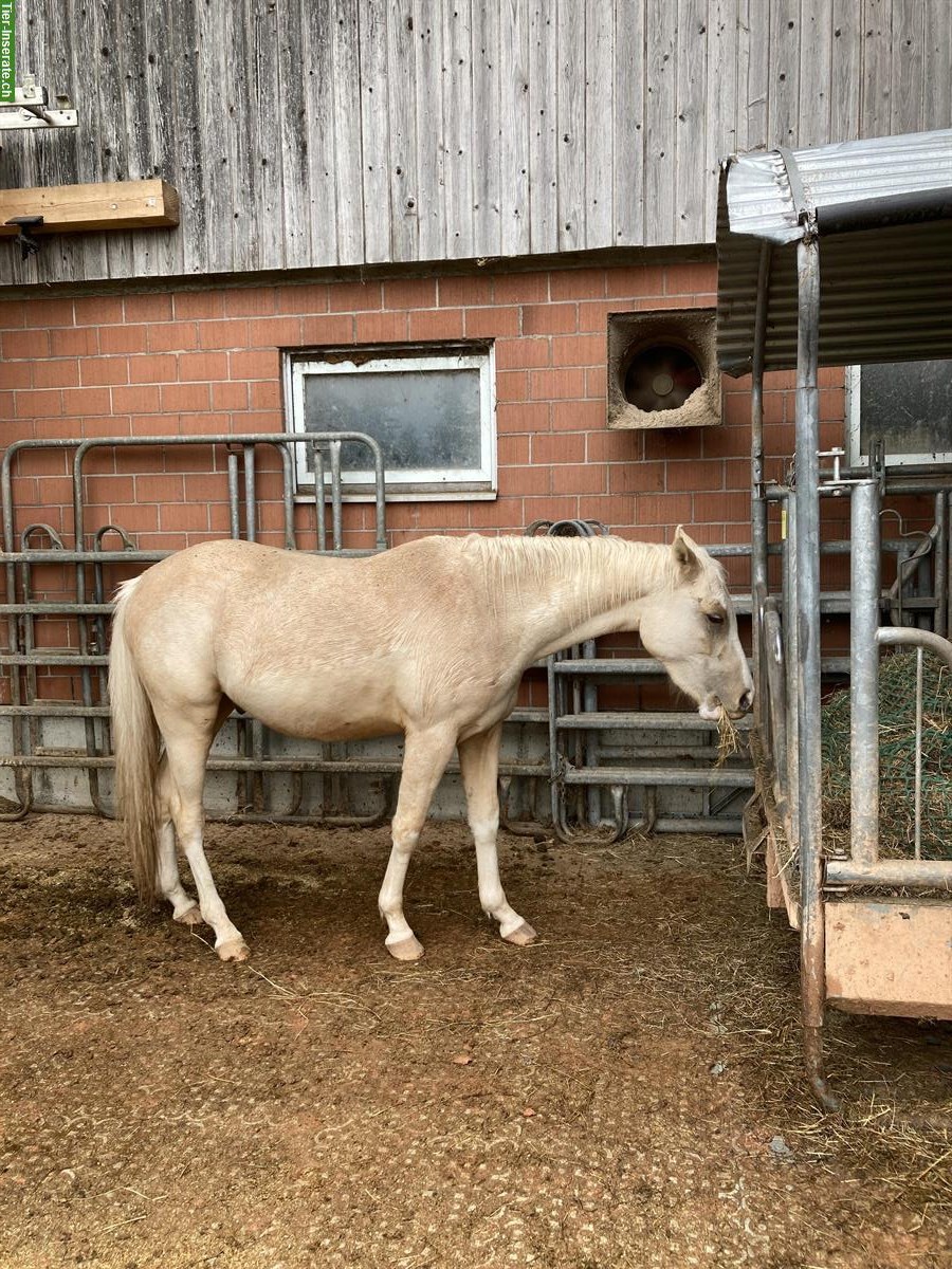 Bild 3: 2-jähriger Deutscher Reitpony Wallach zu verkaufen