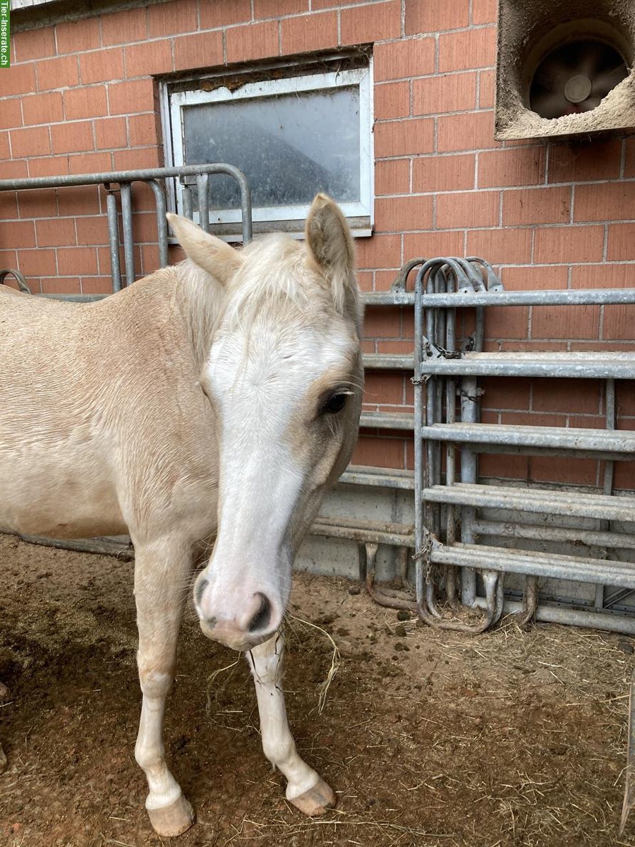 Bild 4: 2-jähriger Deutscher Reitpony Wallach zu verkaufen