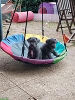 Cane Corso Welpen, noch 4 Mädchen zu verkaufen