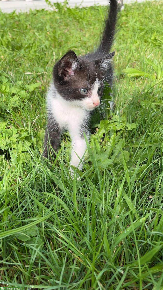 Bild 2: Junge Kitten vom Bauernhof suchen ein Zuhause