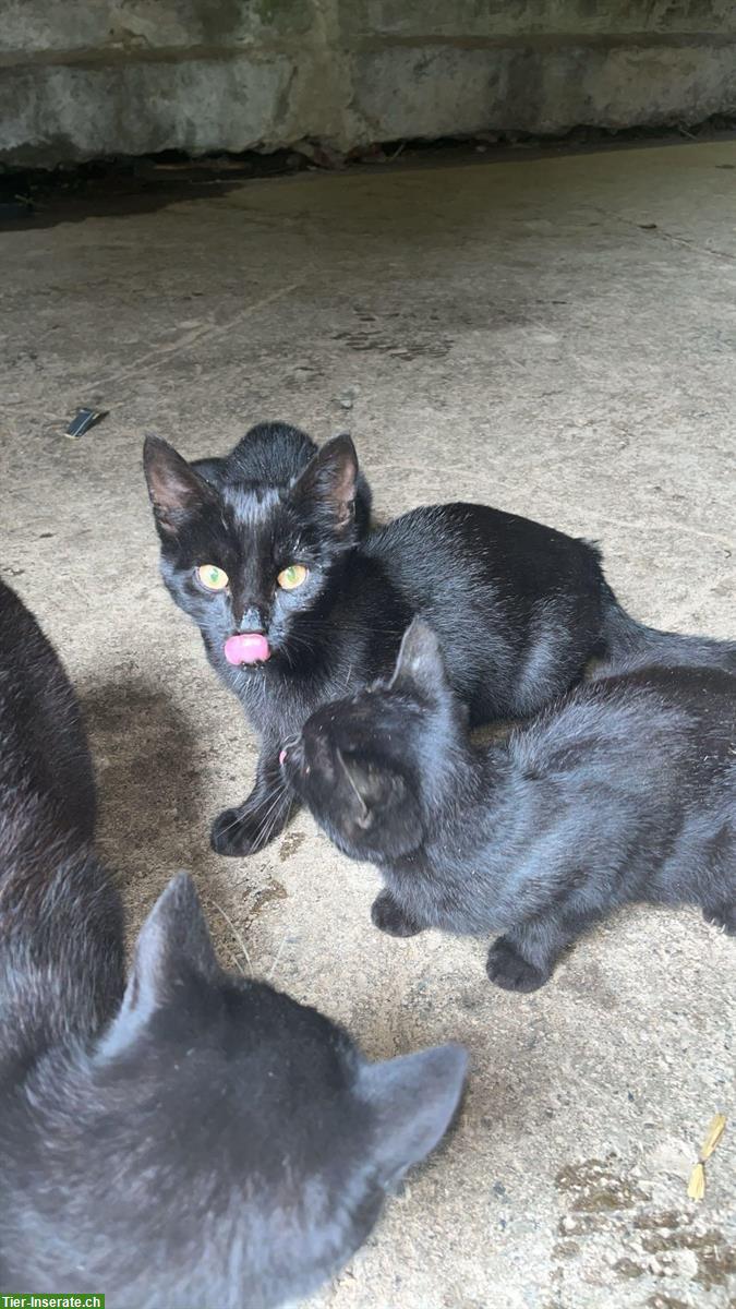 Bild 3: Junge Kitten vom Bauernhof suchen ein Zuhause