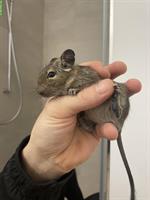 Junge Degu Männchen suchen neues Zuhause