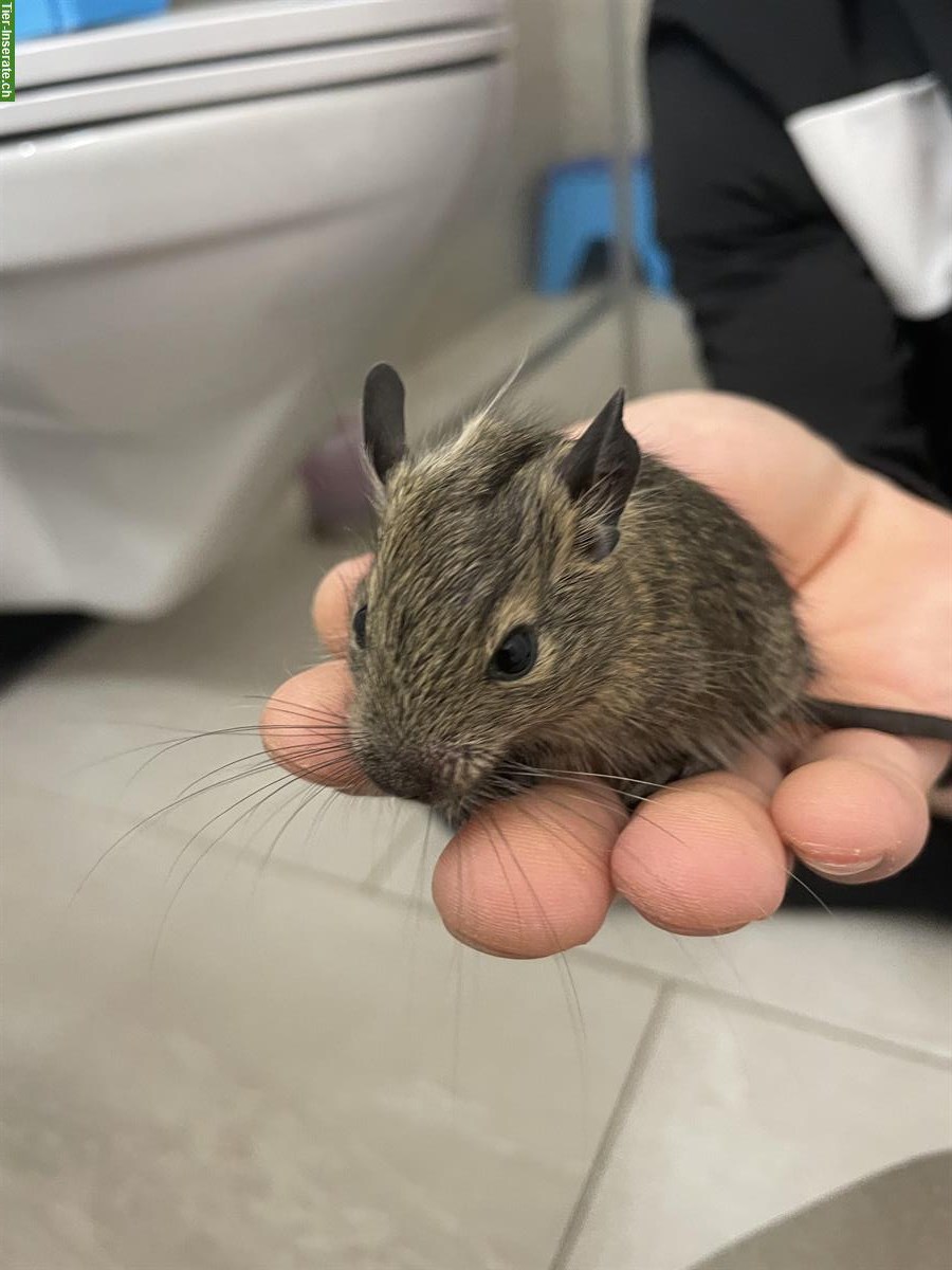 Bild 2: Junge Degu Männchen suchen neues Zuhause