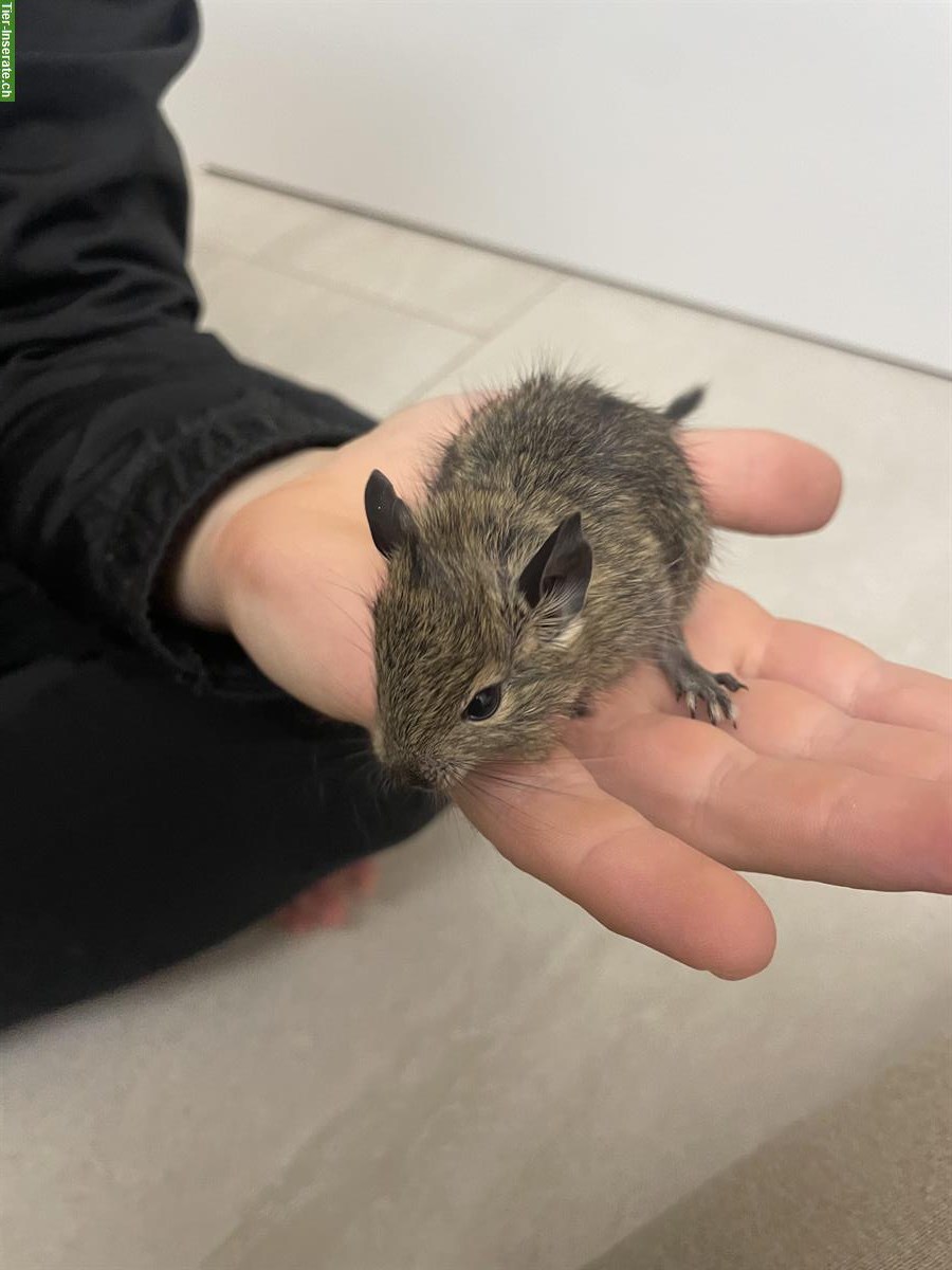 Bild 3: Junge Degu Männchen suchen neues Zuhause