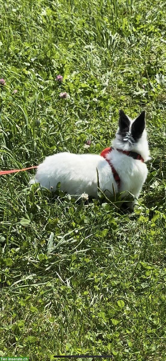 Bild 5: Löwenkopf Zwergkaninchen GRATIS abzugeben