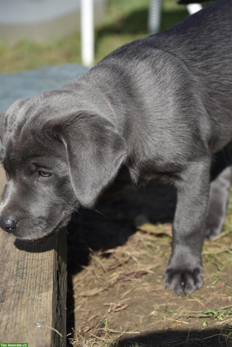 Bild 2: Labrador Welpe, weiblich, charcoal, mit Stammbaum