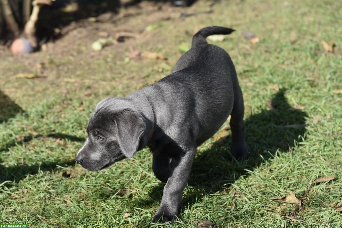 Bild 3: Labrador Welpe, weiblich, charcoal, mit Stammbaum