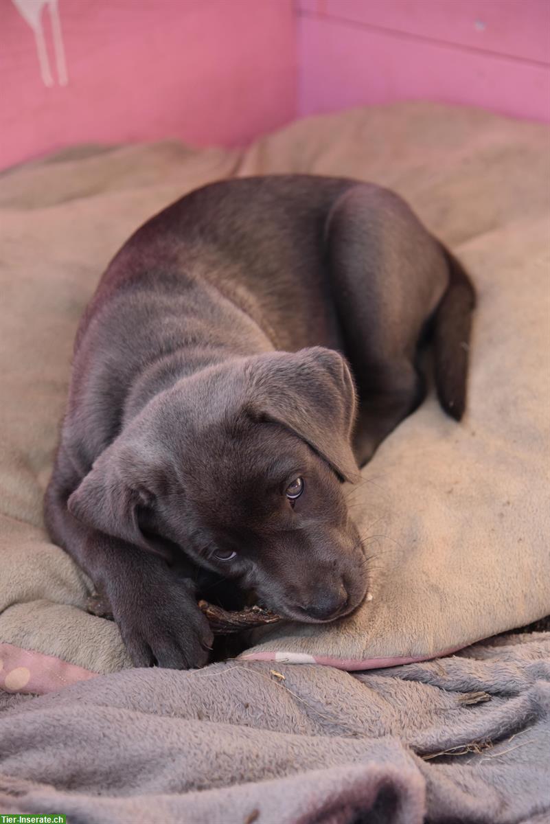 Bild 4: Labrador Welpe, weiblich, charcoal, mit Stammbaum