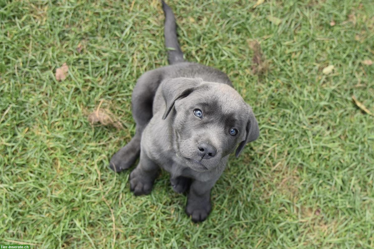 Bild 5: Labrador Welpe, weiblich, charcoal, mit Stammbaum