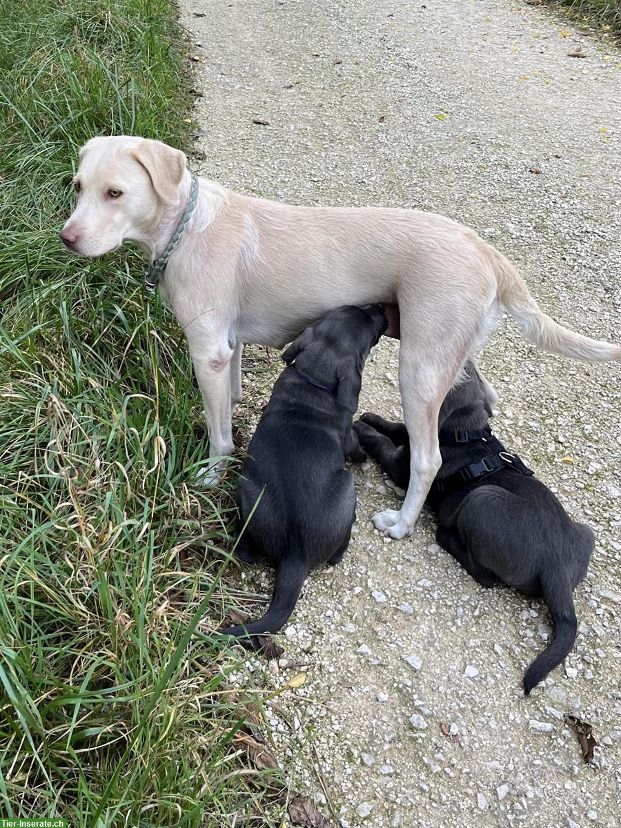 Bild 6: Labrador Welpe, weiblich, charcoal, mit Stammbaum