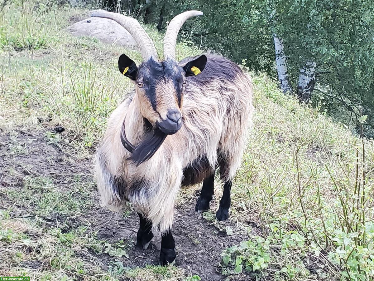 Bild 3: 5 Stiefelgeissen, trächtig, 4-jährig