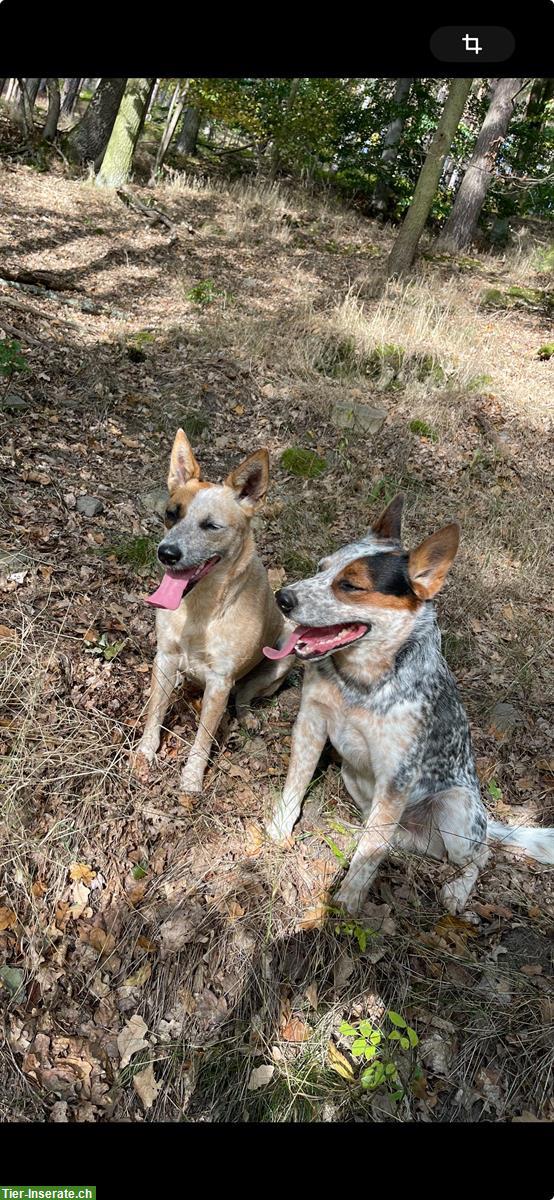 Bild 2: Australien Cattle Dog Welpen in blau und rot