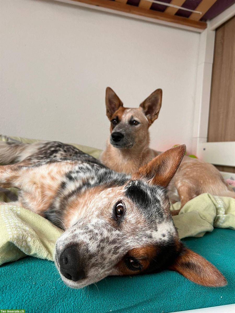 Bild 3: Australien Cattle Dog Welpen in blau und rot