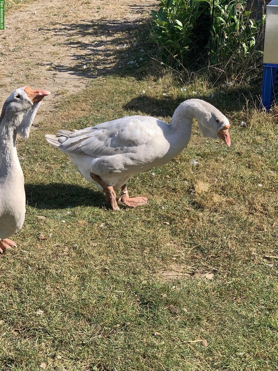 Bild 2: Cholmogory Gänse Pärchen zu verkaufen