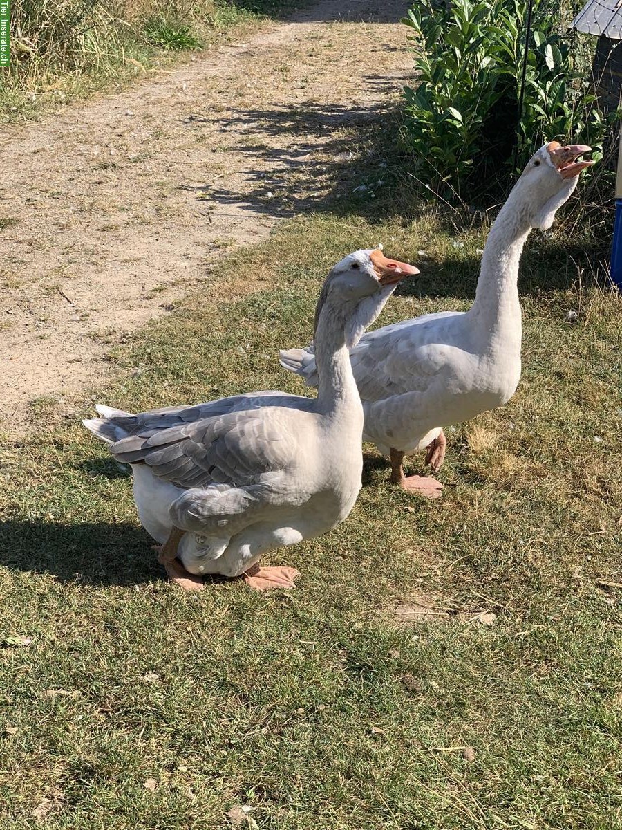 Bild 3: Cholmogory Gänse Pärchen zu verkaufen