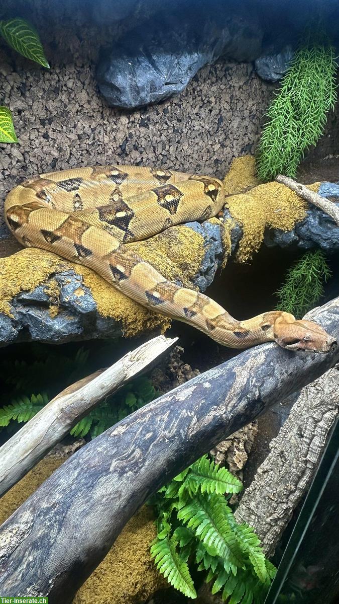 Bild 6: Boa constrictor 180cm abzugeben