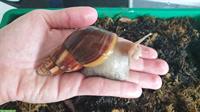 3-jährige Achatschnecke, Achatina fulica mit Terrarium