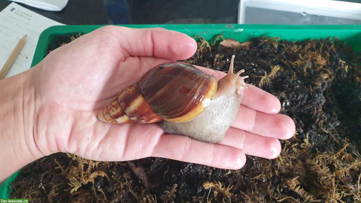 Bild 2: 3-jährige Achatschnecke, Achatina fulica mit Terrarium