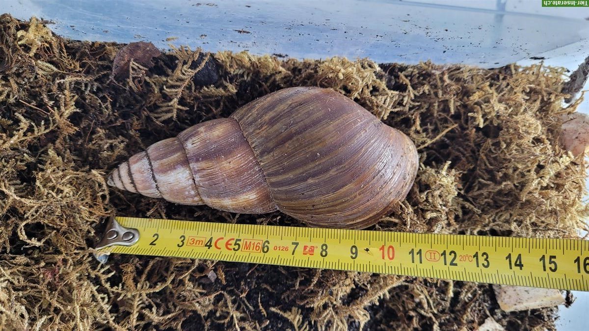 Bild 3: 3-jährige Achatschnecke, Achatina fulica mit Terrarium