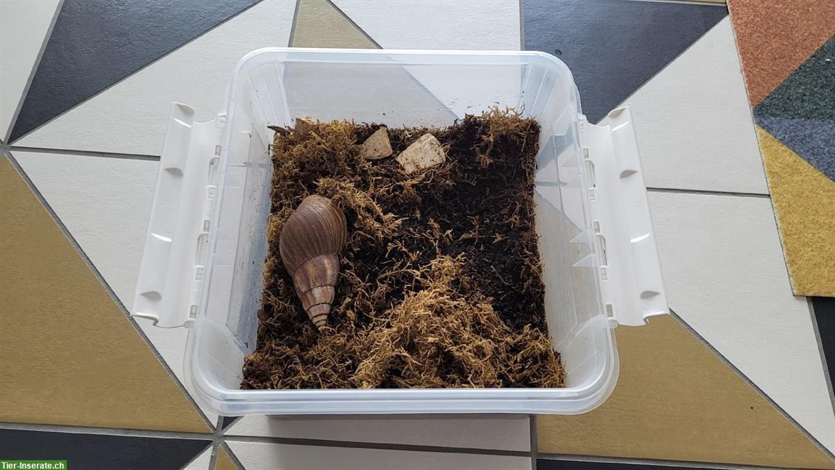 Bild 5: 3-jährige Achatschnecke, Achatina fulica mit Terrarium