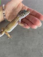 Verschiedene Leopardgecko Weibchen abzugeben