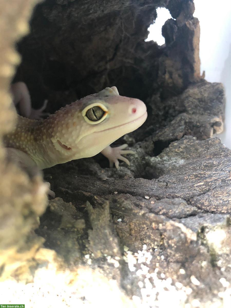 Bild 10: Verschiedene Leopardgecko Weibchen abzugeben