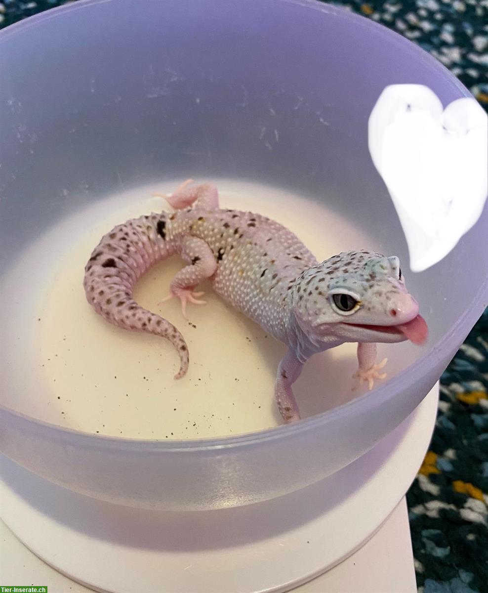 Bild 2: Verschiedene Leopardgecko Weibchen abzugeben