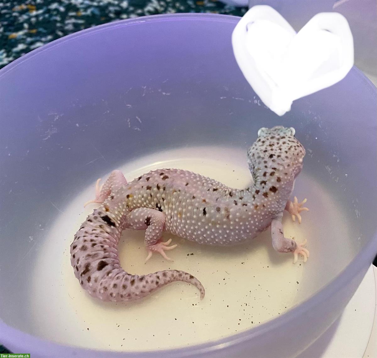 Bild 3: Verschiedene Leopardgecko Weibchen abzugeben