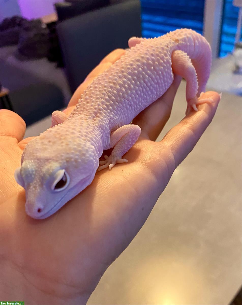 Bild 5: Verschiedene Leopardgecko Weibchen abzugeben