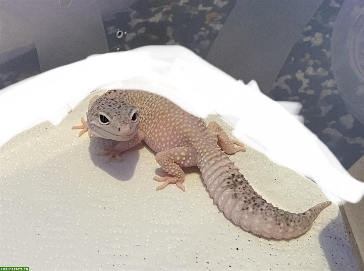 Bild 6: Verschiedene Leopardgecko Weibchen abzugeben