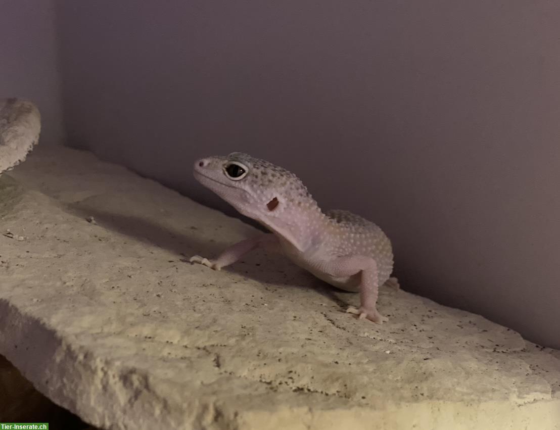 Bild 7: Verschiedene Leopardgecko Weibchen abzugeben