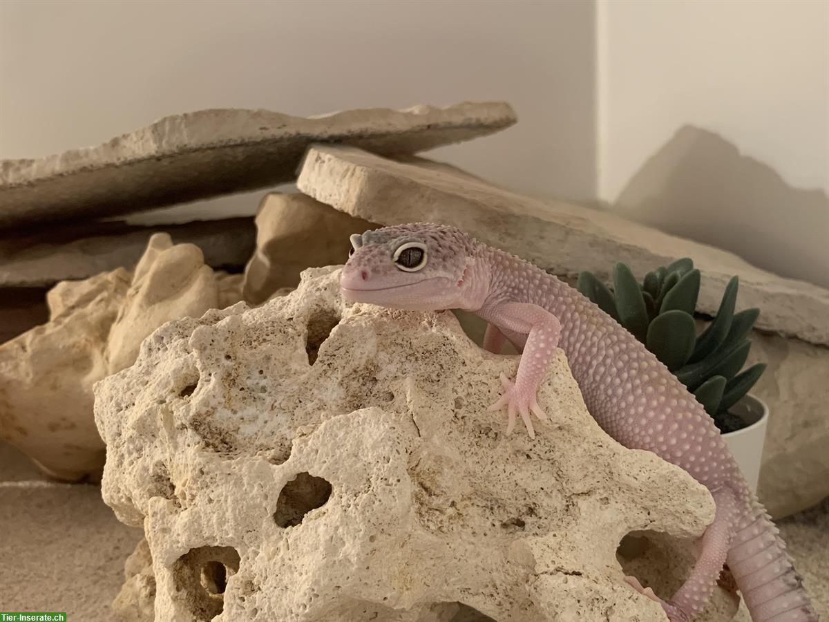 Bild 8: Verschiedene Leopardgecko Weibchen abzugeben