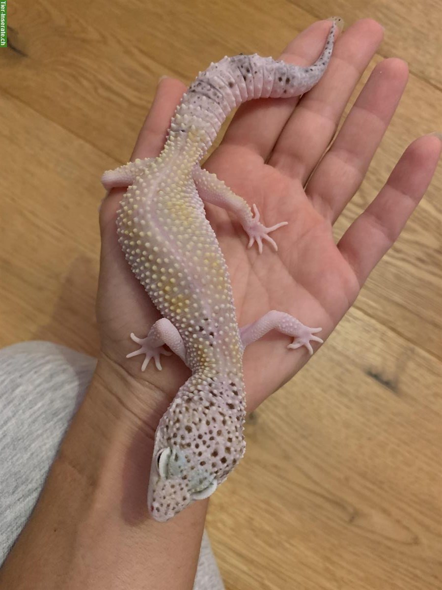 Bild 9: Verschiedene Leopardgecko Weibchen abzugeben