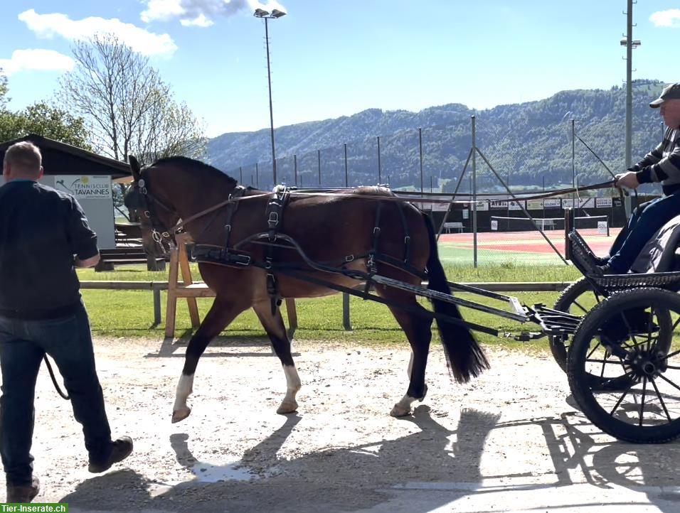 Bild 3: Sportlicher 3.5-jähriger Freiberger Wallach zu verkaufen