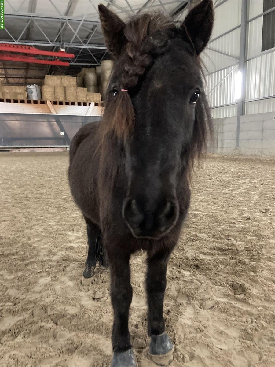 Bild 2: Suche Reitbeteiligung für tollen Isländer in Alterswil FR