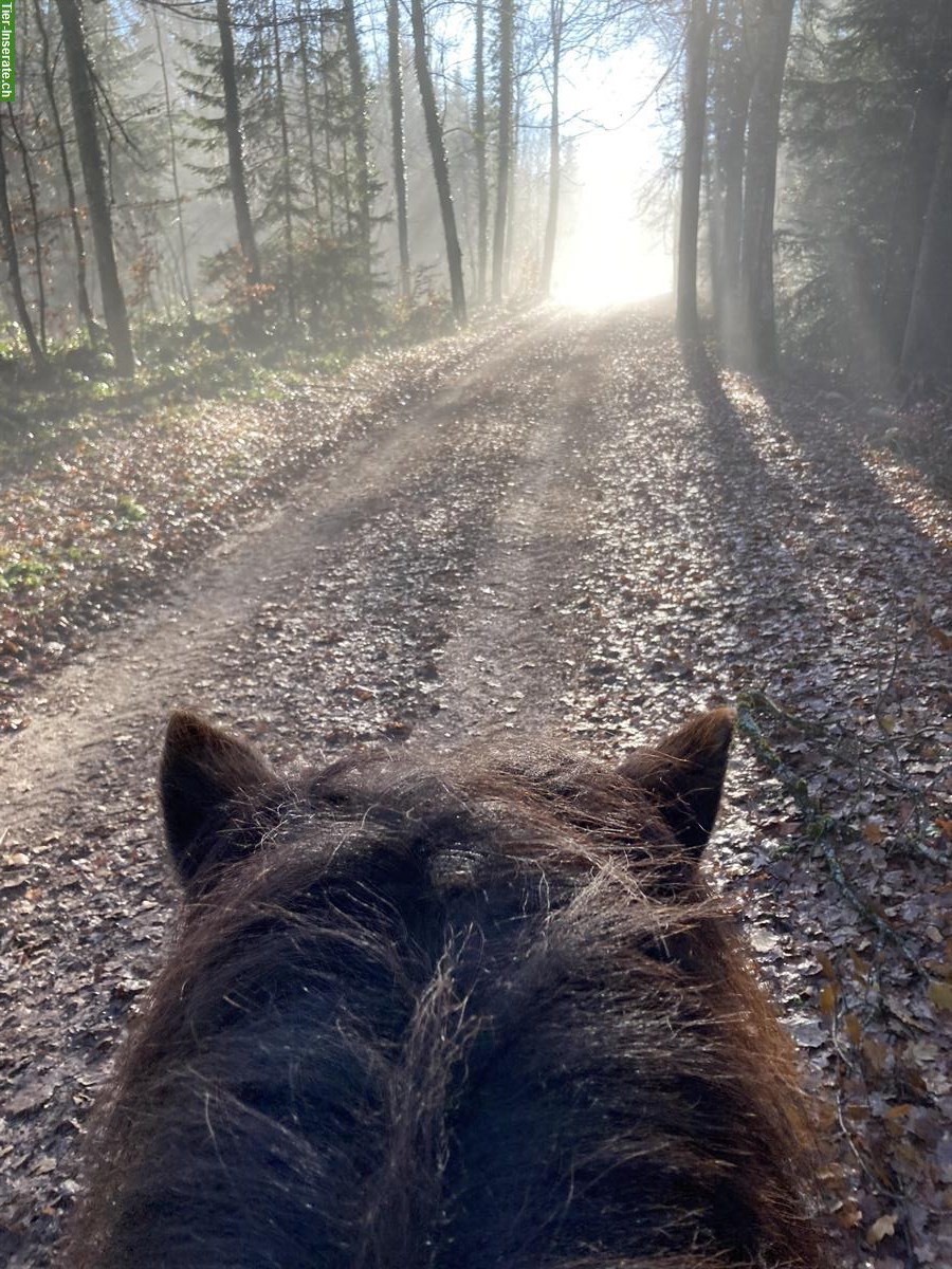 Bild 3: Suche Reitbeteiligung für tollen Isländer in Alterswil FR