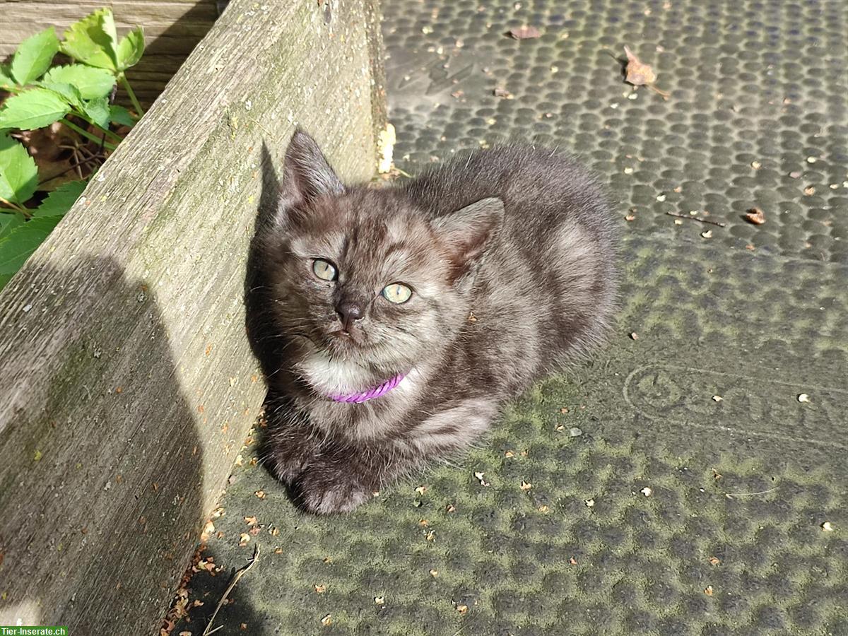 Bild 4: Junge Sibirische Waldkatzen Mischlinge