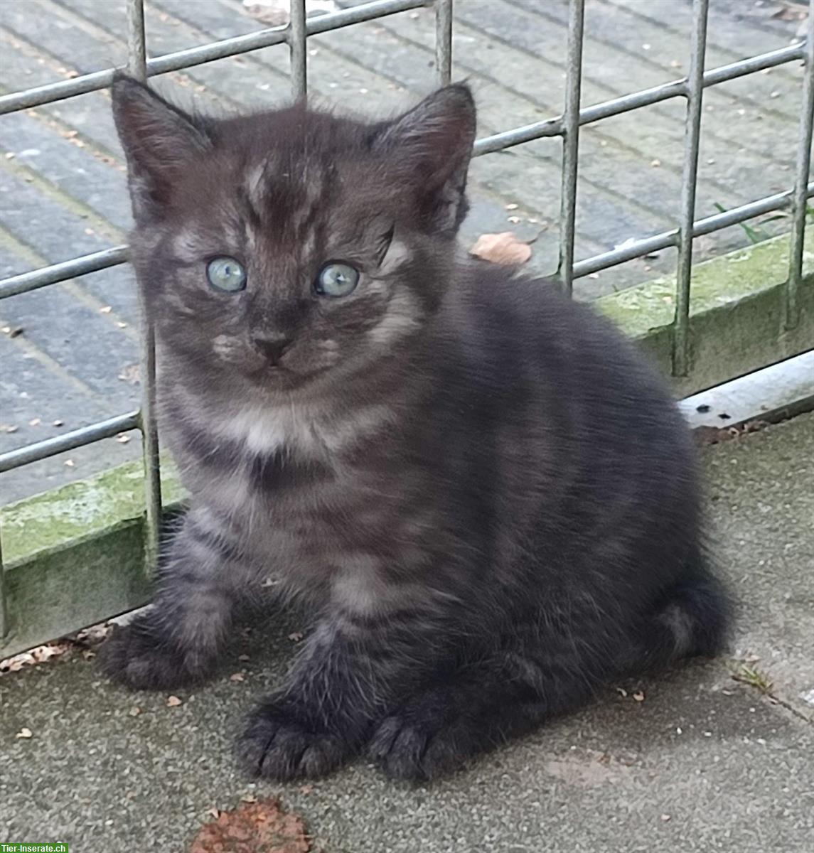 Bild 6: Junge Sibirische Waldkatzen Mischlinge