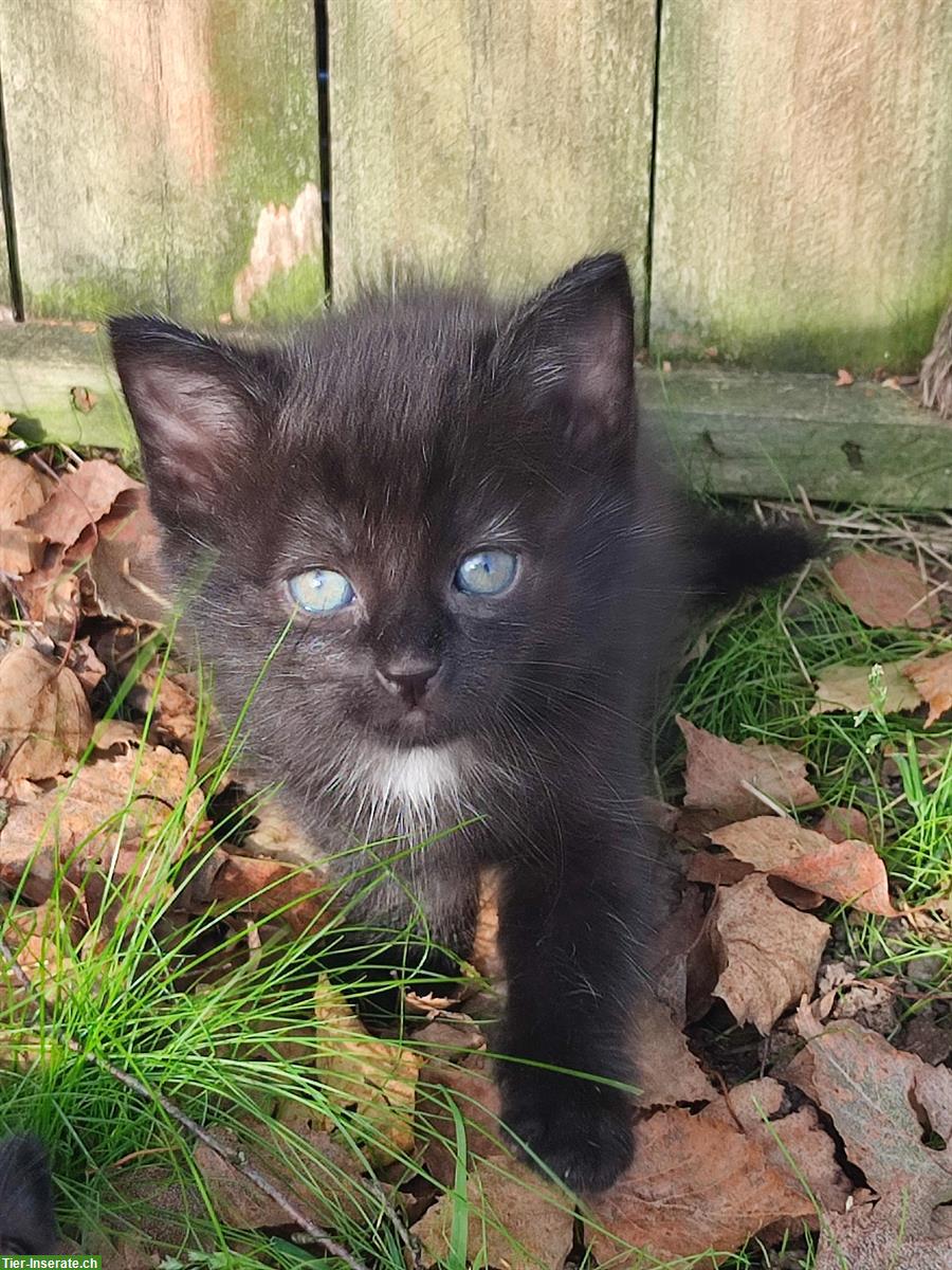 Bild 8: Junge Sibirische Waldkatzen Mischlinge