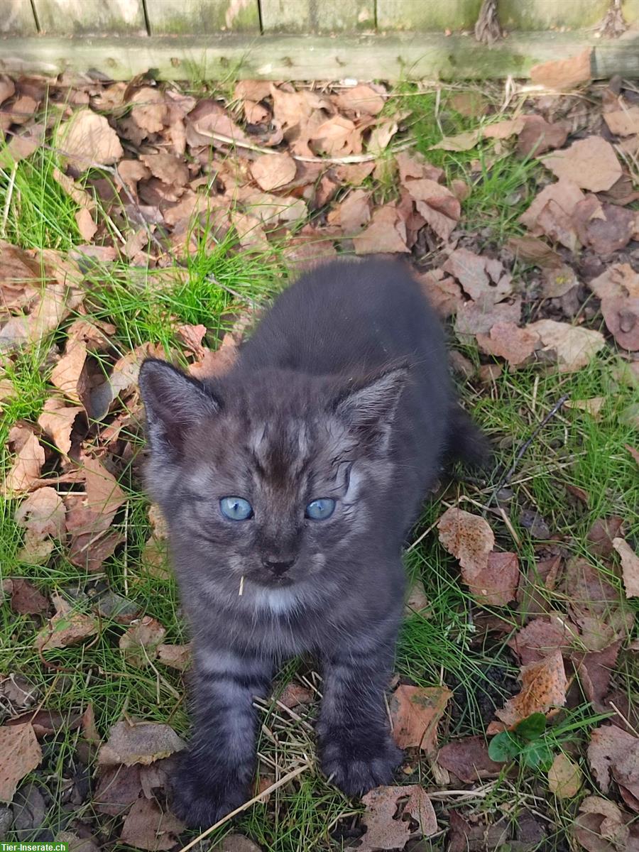 Bild 9: Junge Sibirische Waldkatzen Mischlinge